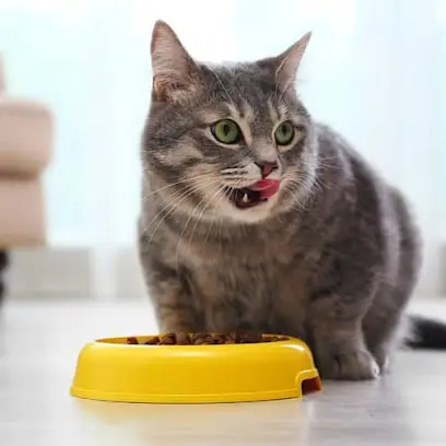 Зоомагазин Dingo