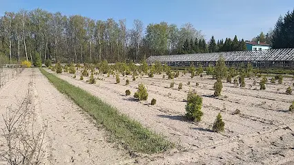 Базисний Розсадник